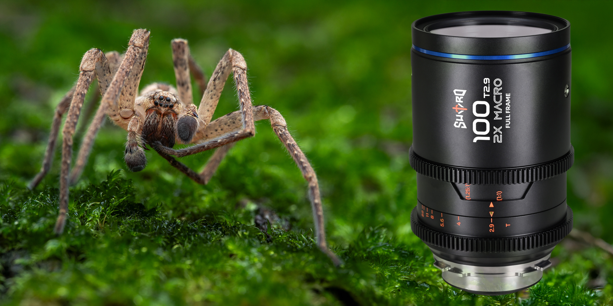 Obiektyw Laowa Sword 100 mm T2,9 2x Macro Cine do Arri PL i zdjęcie makro przedstawiające pająka